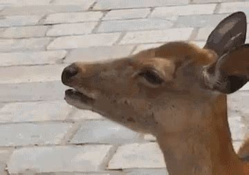 deer gif funny|deer headshot gif.